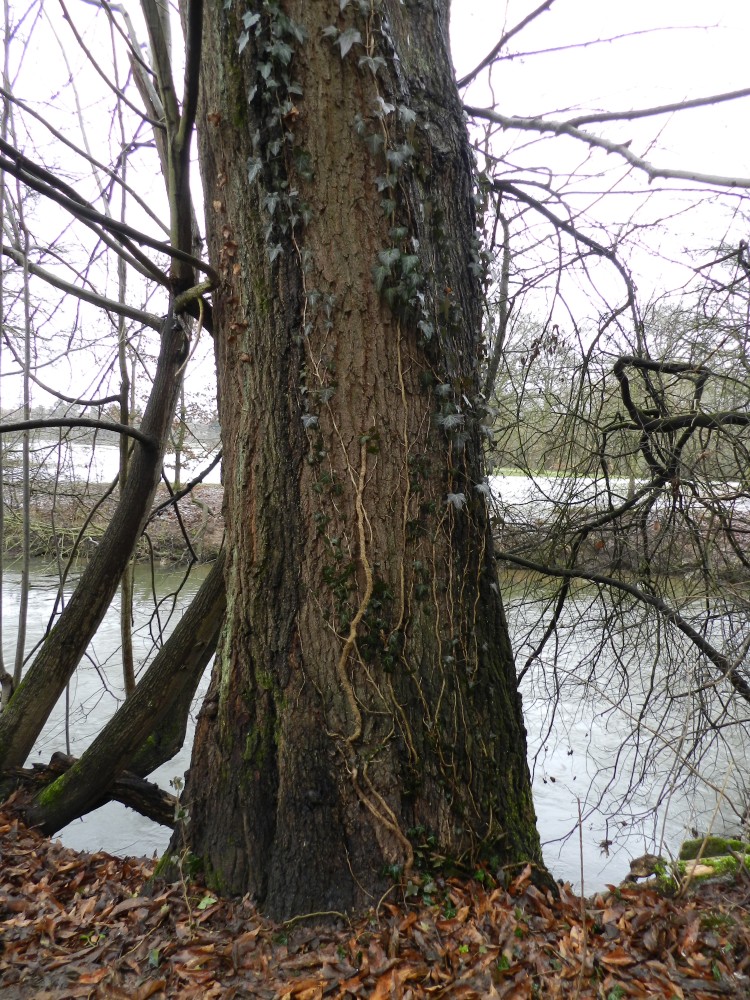 Quercus imbricaria - Nürnberg - 2015