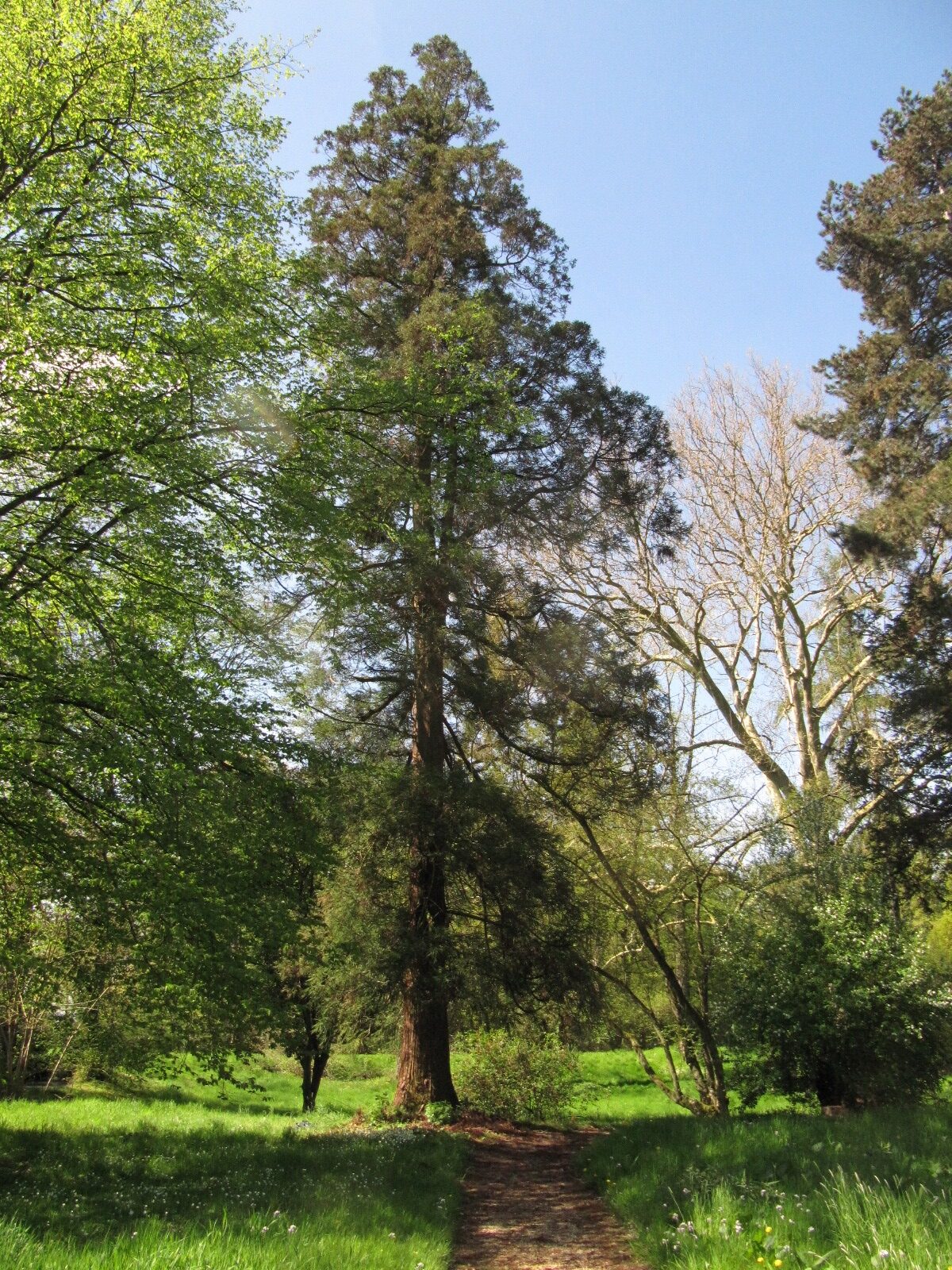 Cryptomeria japonica