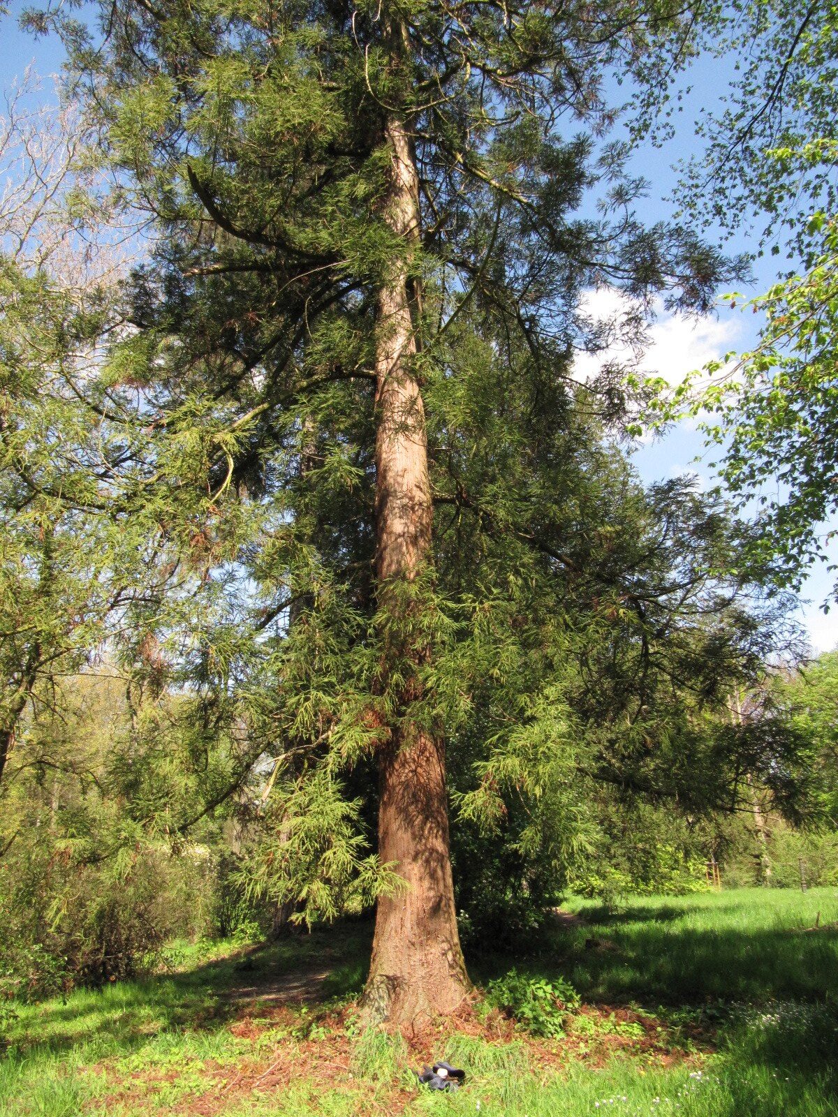 Cryptomeria japonica - Schlosspark Heltorf - April 2023