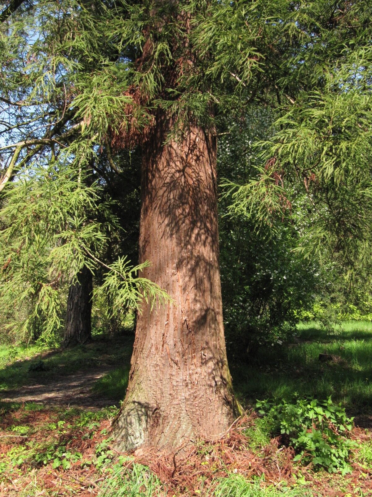 Cryptomeria japonica - Schlosspark Heltorf - April 2023