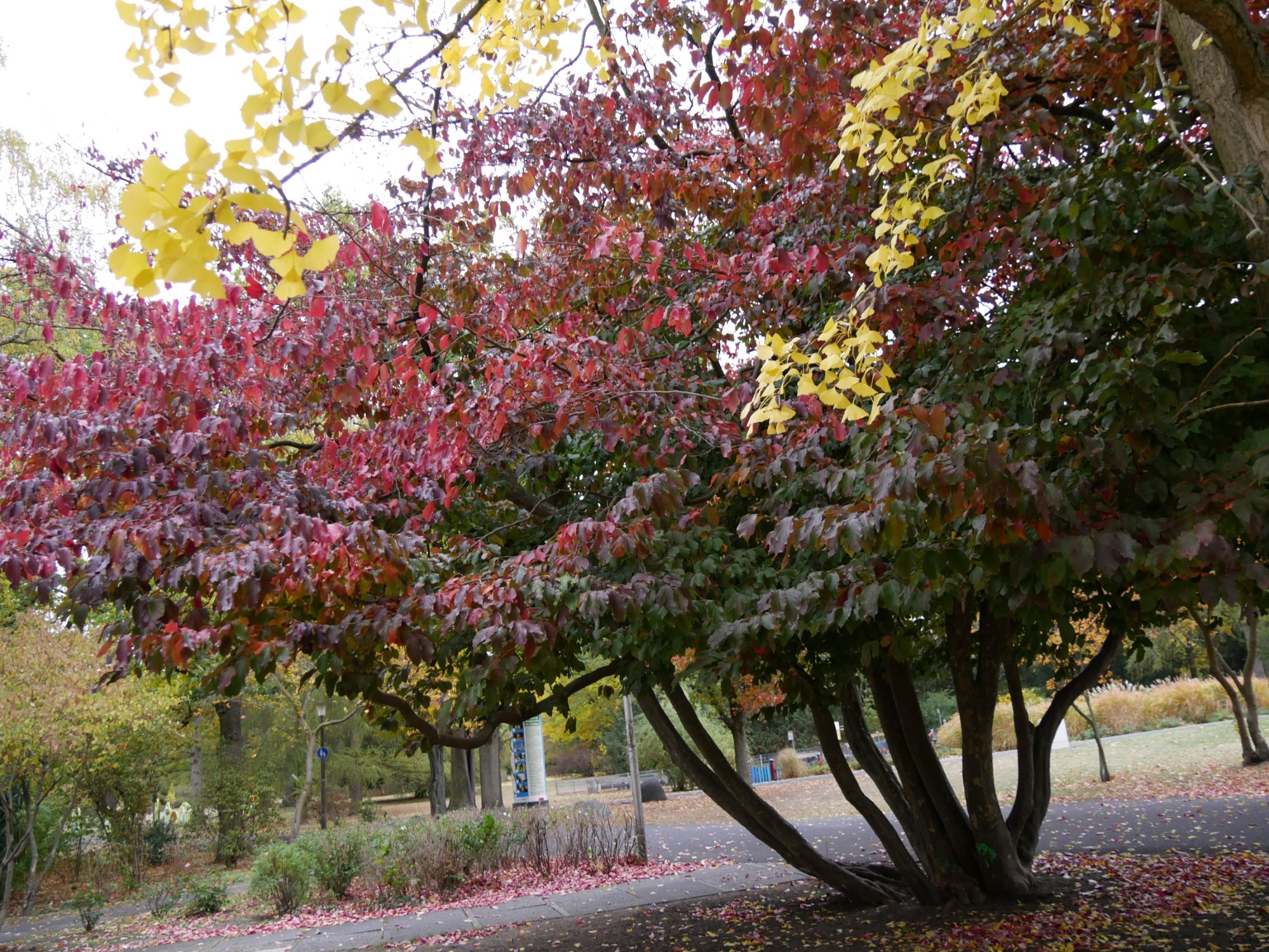 Parrotia persica- Nürnberg-Maxfeld - Herbst 2018