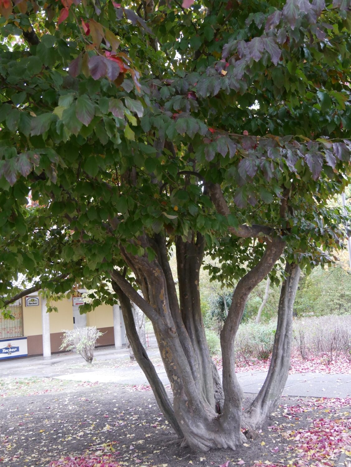 Parrotia persica- Nürnberg-Maxfeld - Herbst 2018