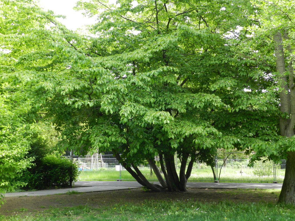 Parrotia persica