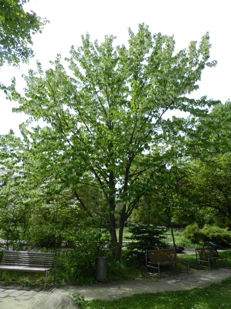 Davidia involucrata var. vilmoriniana