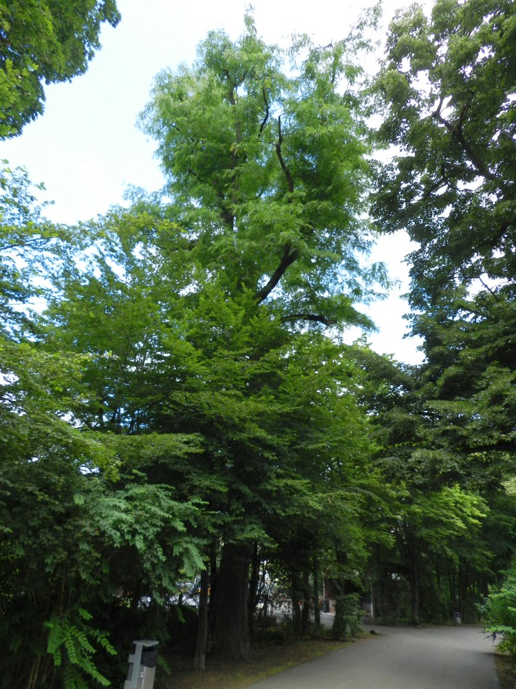 'Inermis' Gleditsia triacanthos