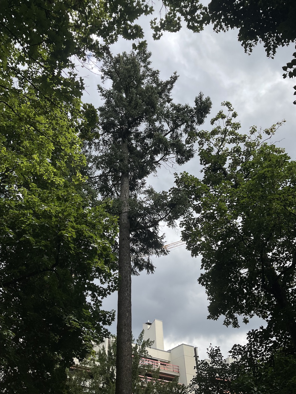 Pseudotsuga menziesii var. glauca - Stadtpark Nürnberg - Juli 2024