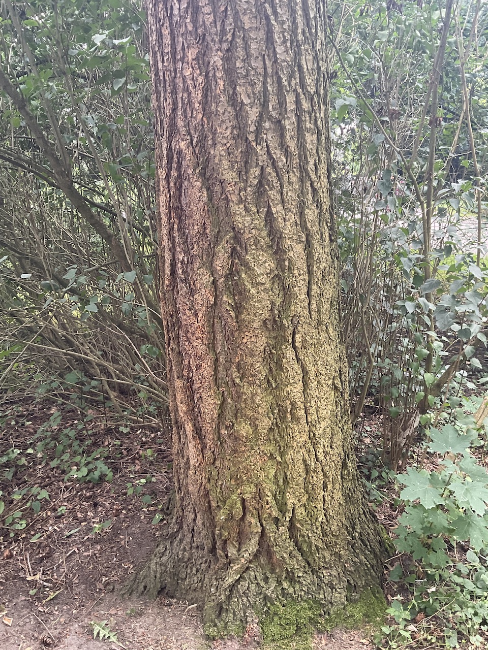 Pseudotsuga menziesii var. glauca - Stadtpark Nürnberg - Juli 2024