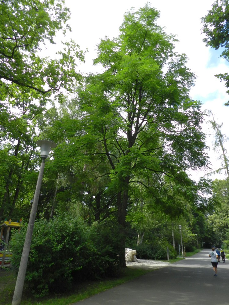 dioicus Gymnocladus