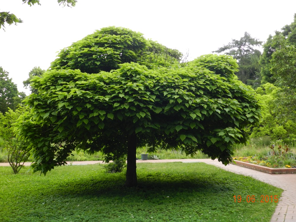 'Nana' bignonioides Catalpa
