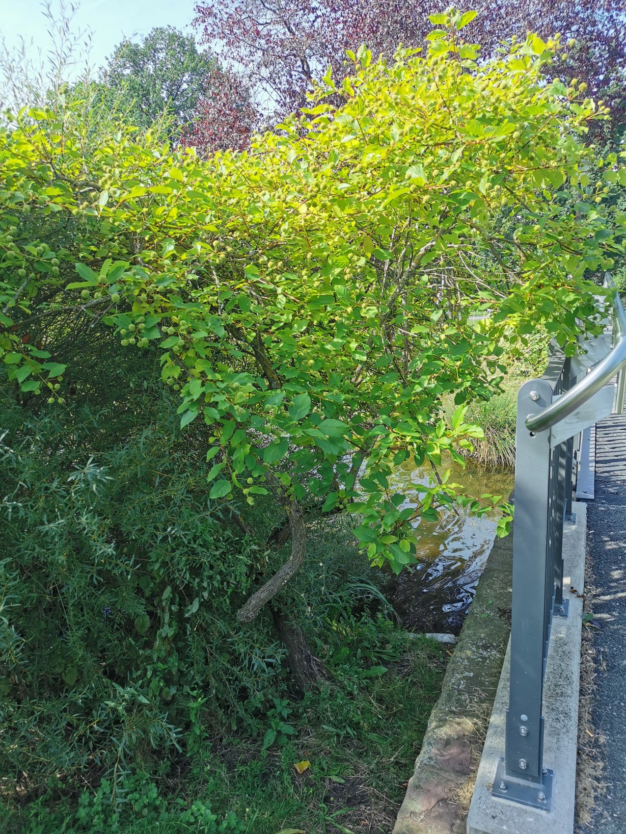 Cephalanthus occidentalis - Nürnberg-Maxfeld - Sept. 2024