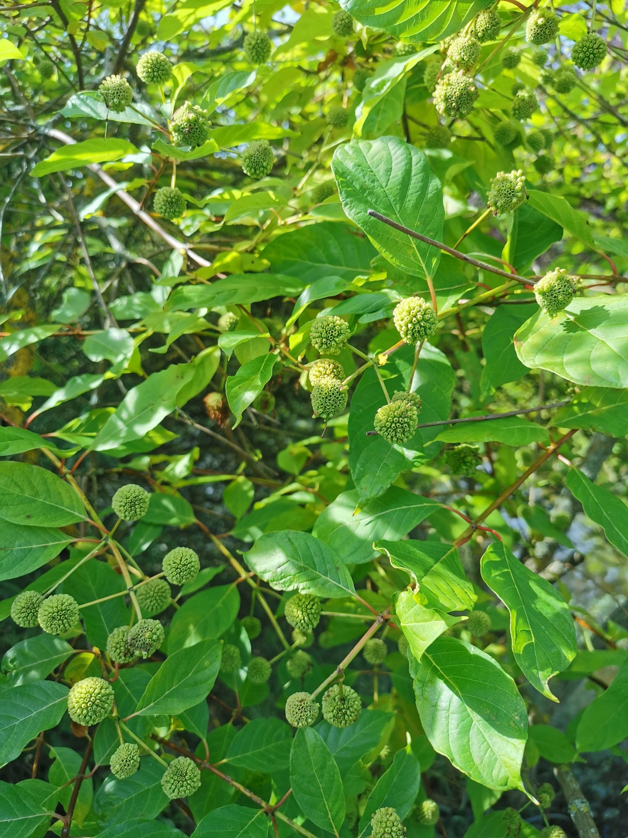 Cephalanthus occidentalis - Nürnberg-Maxfeld - Sept. 2024