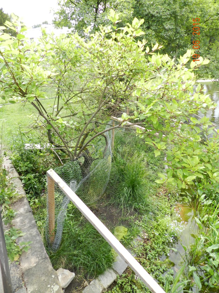 Cephalanthus occidentalis