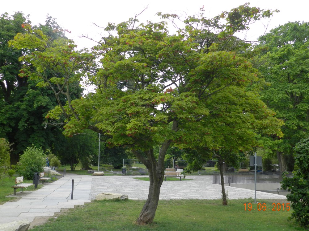Acer palmatum