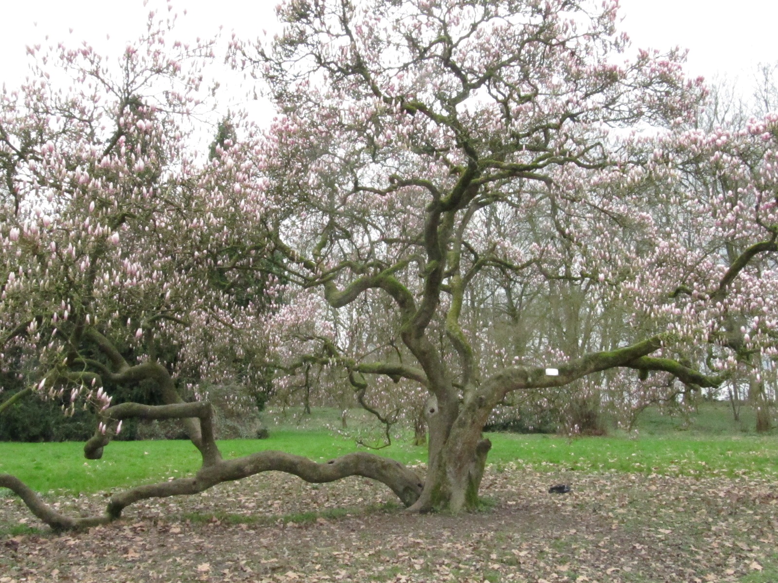Magnolia × soulangeana - Dortmund-Lütgendortmund - März 2024