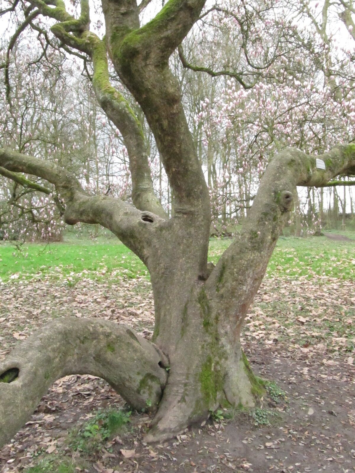 Magnolia × soulangeana - Dortmund-Lütgendortmund - März 2024