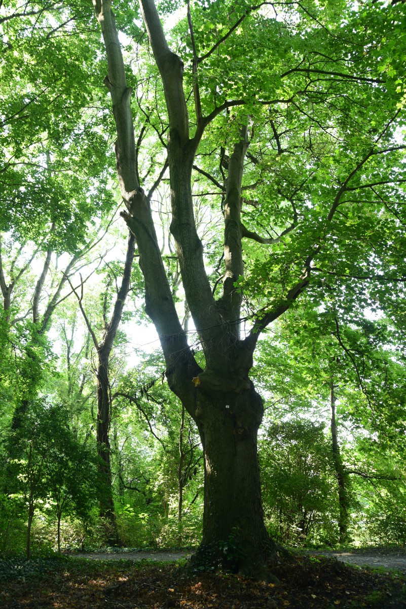 Acer cappadocicum