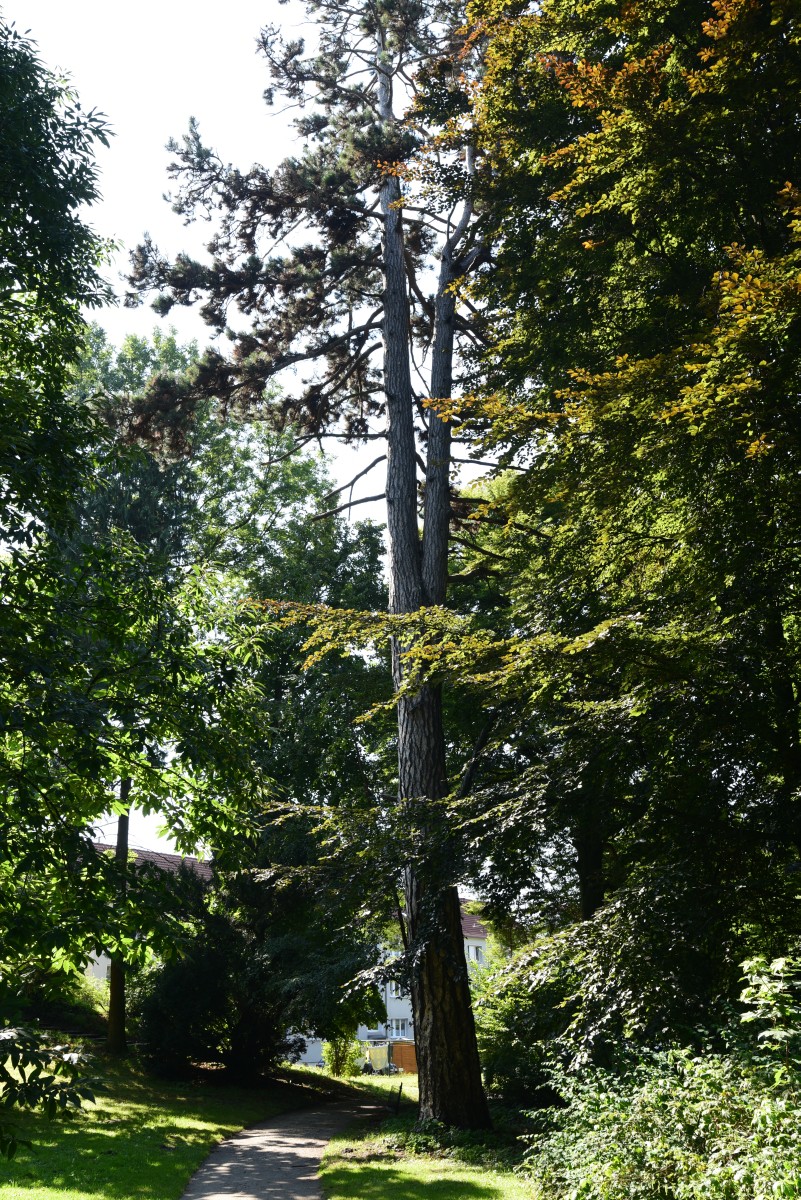 nigra Pinus