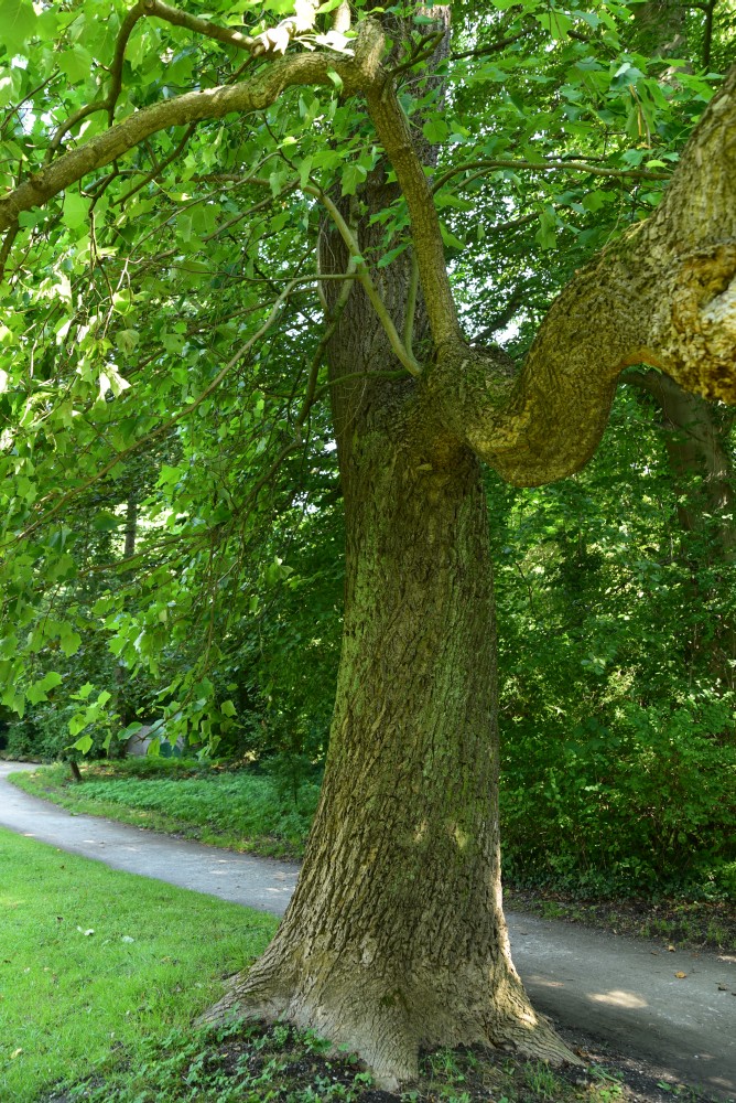 Liriodendron tulipifera - Harbke - August 2015