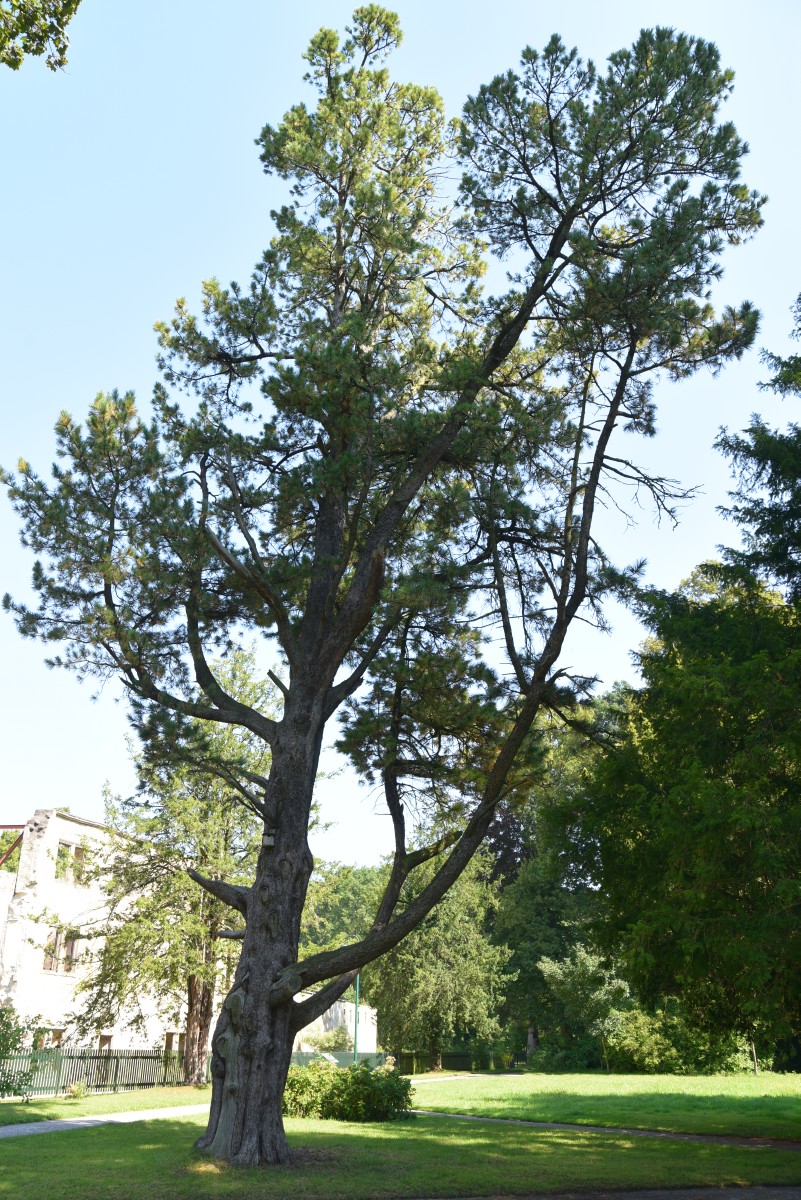 Pinus cembra - Harbke - August 2015