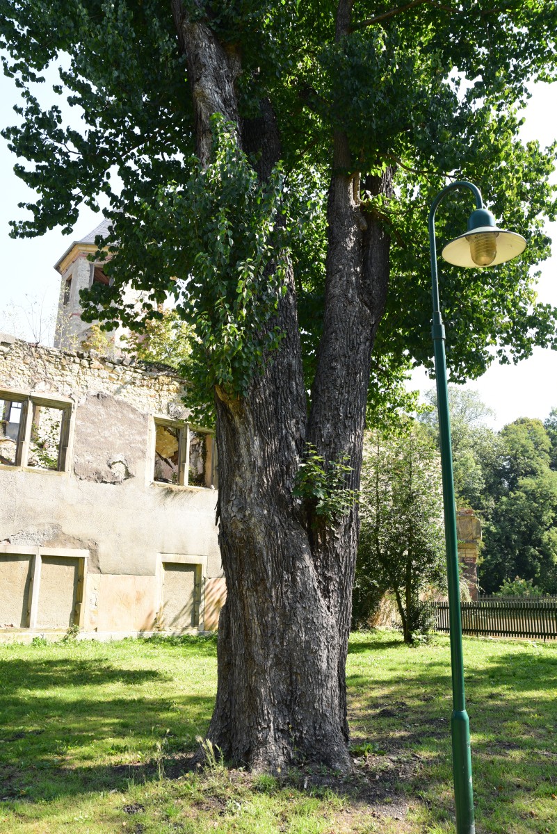 colurna Corylus
