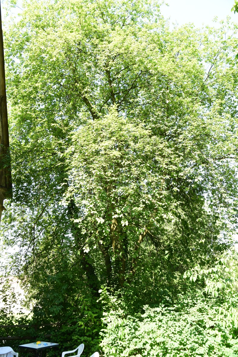 padus Prunus