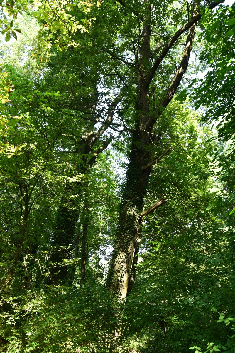 'Mespilifolia' petraea Quercus