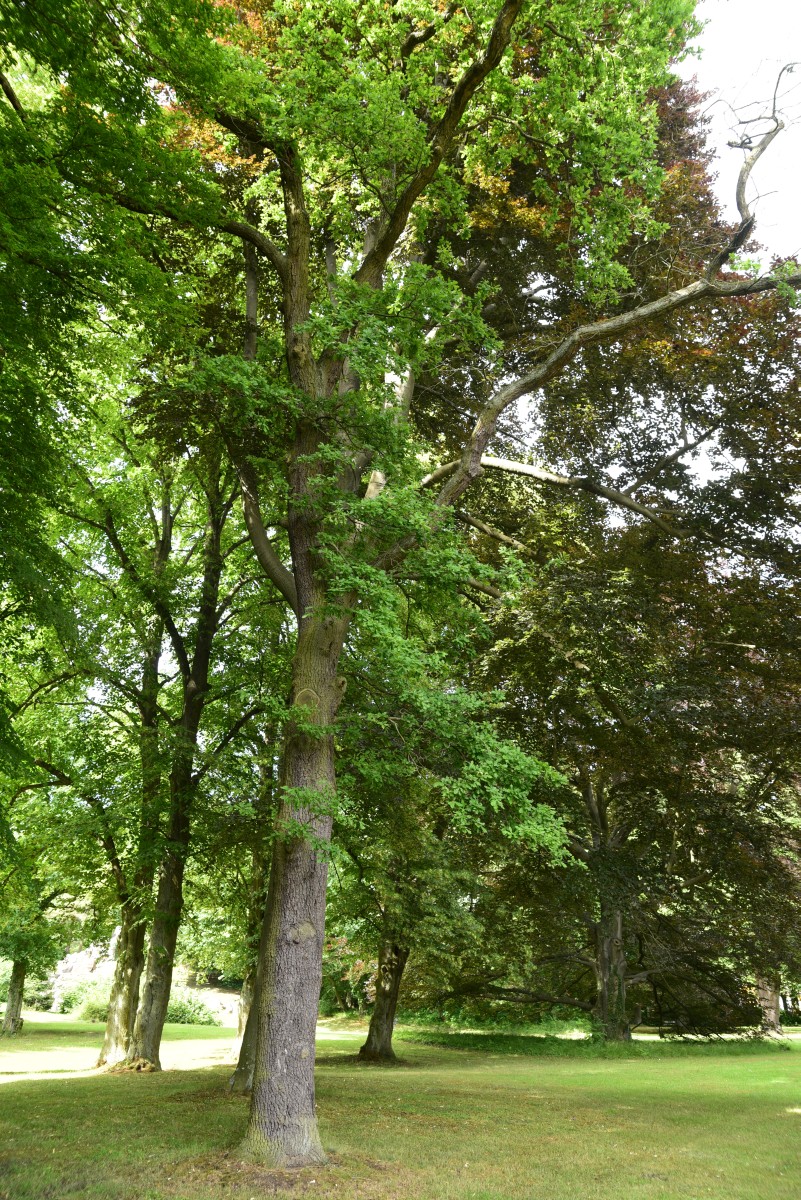 Quercus robur Variegata-Gruppe