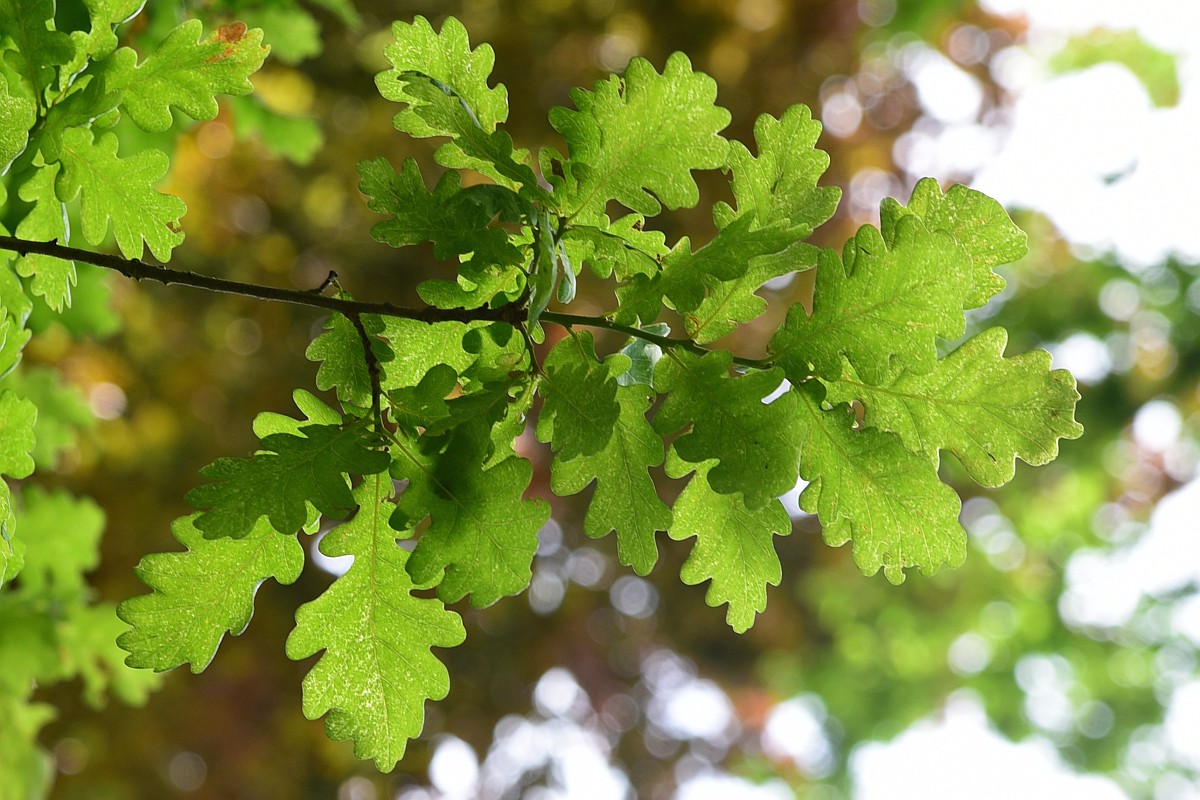 Quercus robur Variegata-Gruppe - Tangerhütte - Juni 2015