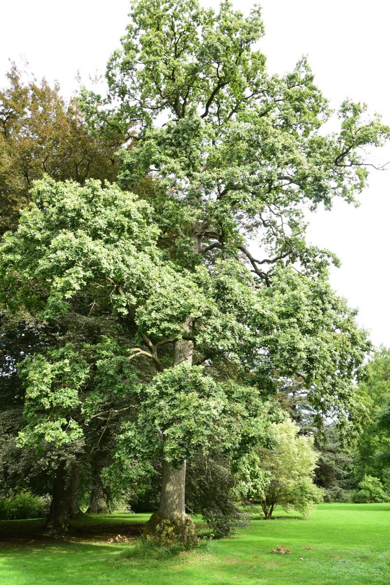 Quercus robur Variegata-Gruppe