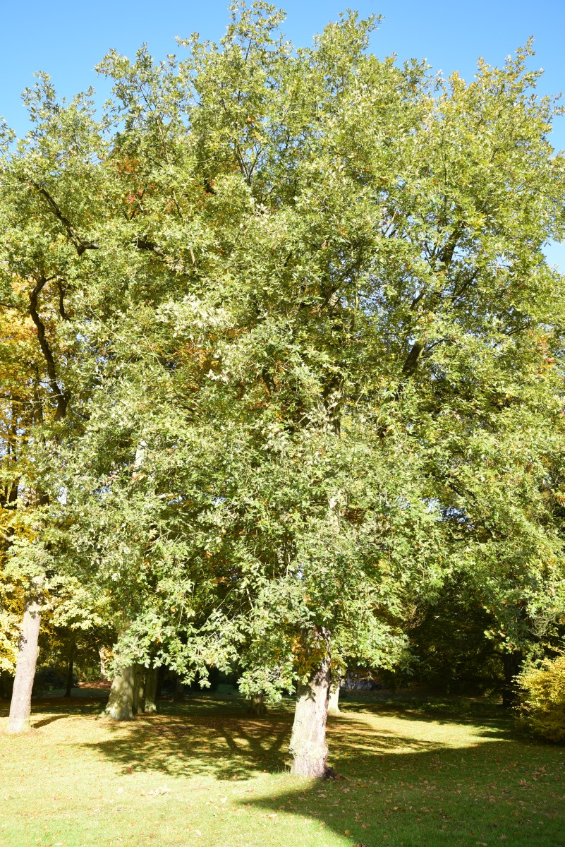 Quercus pyrenaica - Tangerhütte - Juni 2015