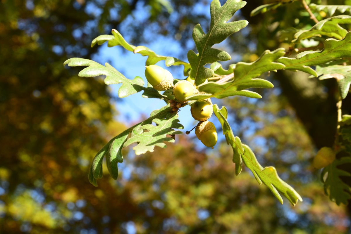Quercus pyrenaica - Tangerhütte - Juni 2015