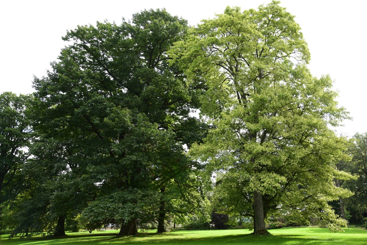 'Leopoldii' Acer pseudoplatanus