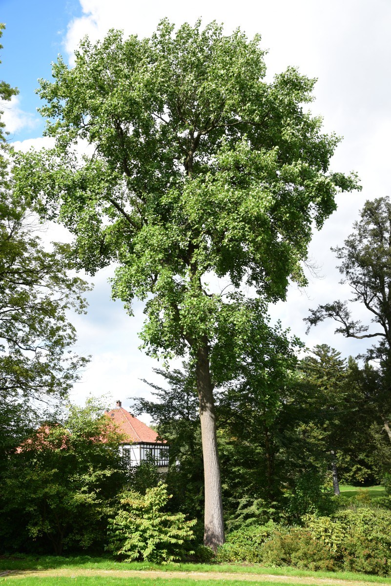 'Integrifolium' Liriodendron tulipifera