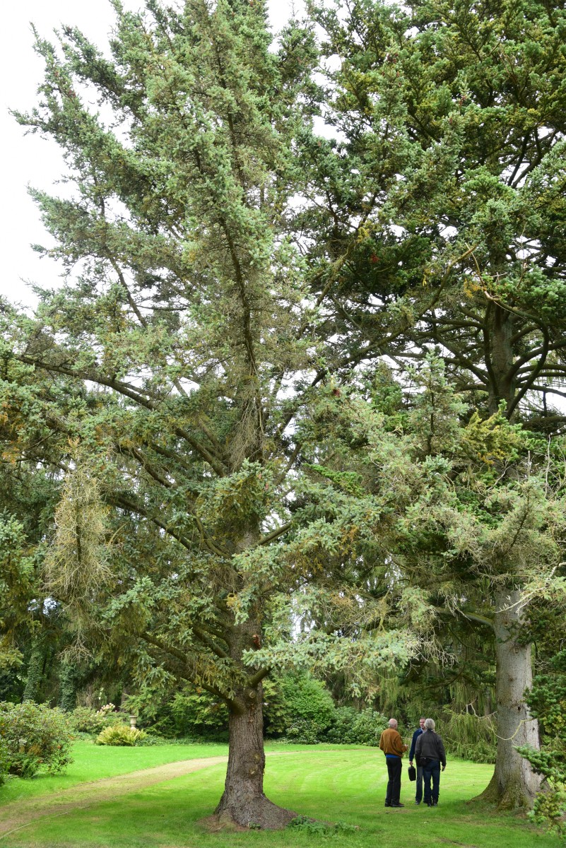 alcoquiana Picea