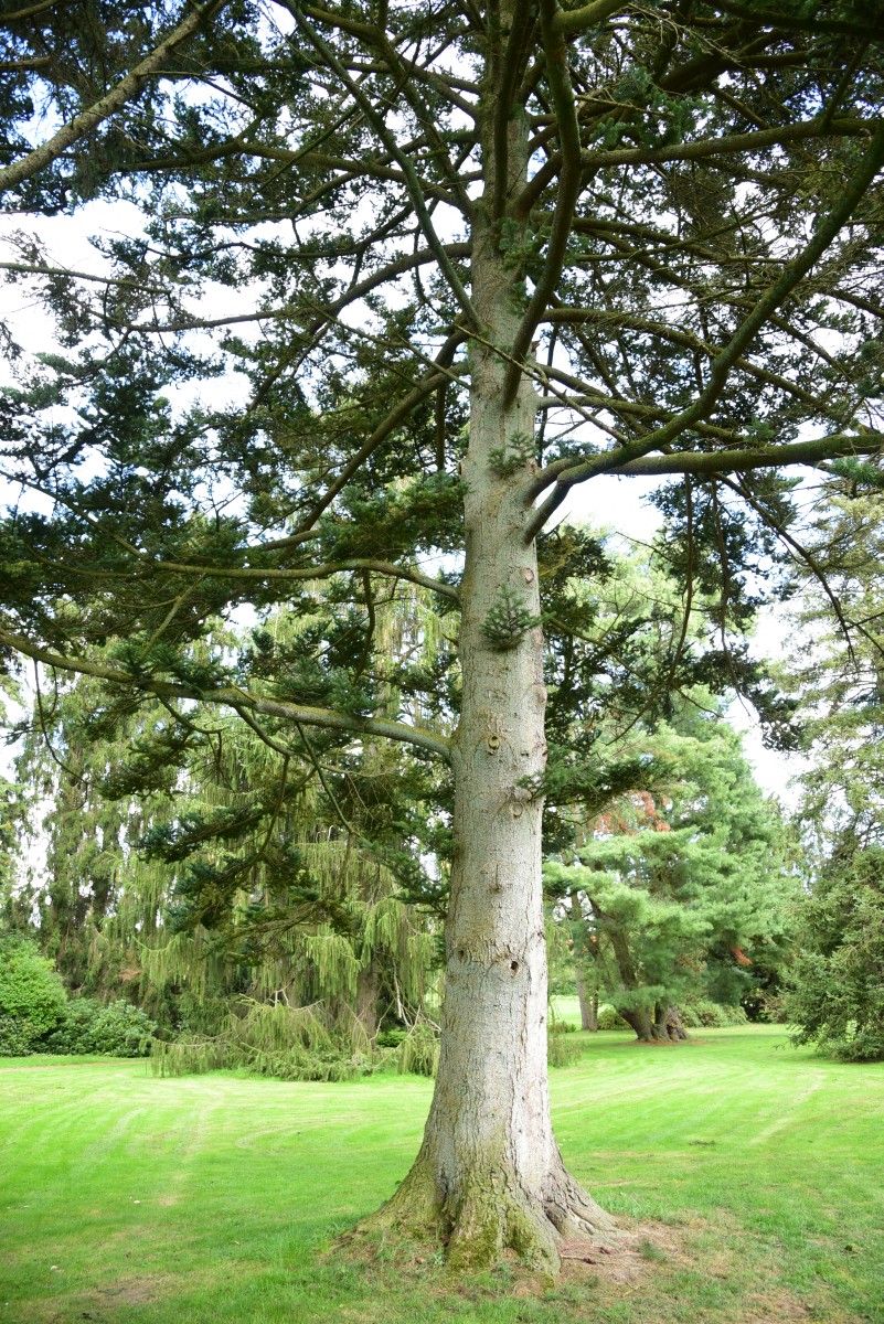 Abies homolepis