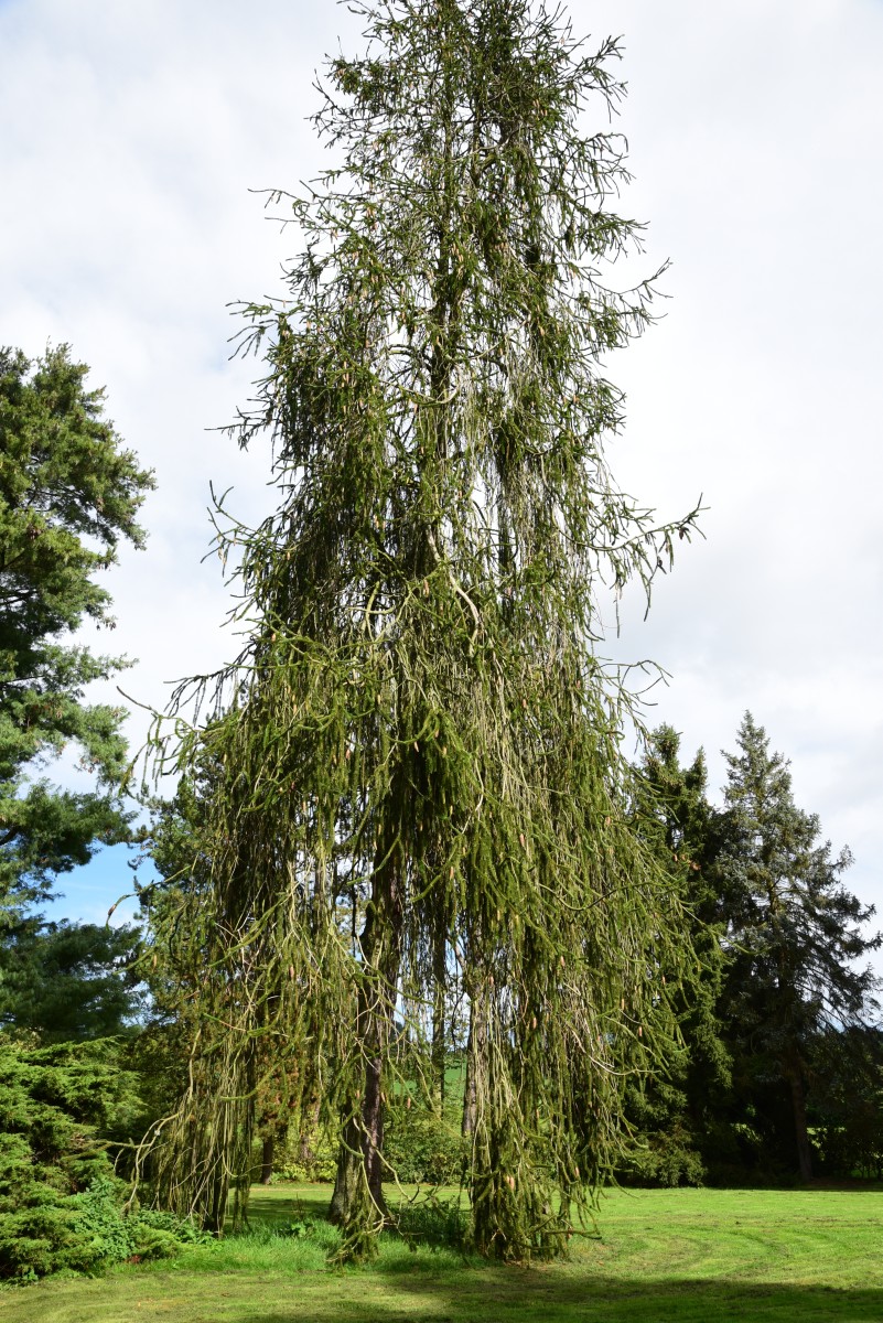 'Virgata' abies Picea