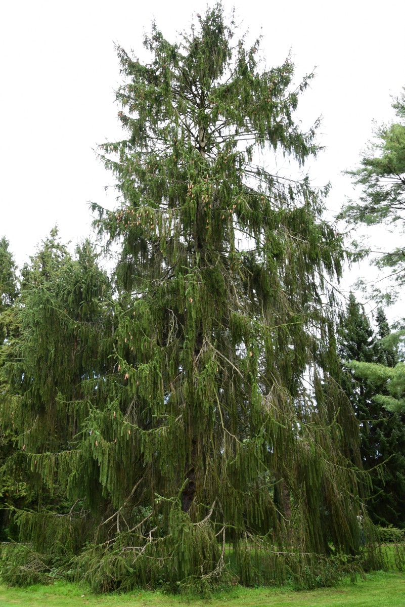 'Viminalis' abies Picea