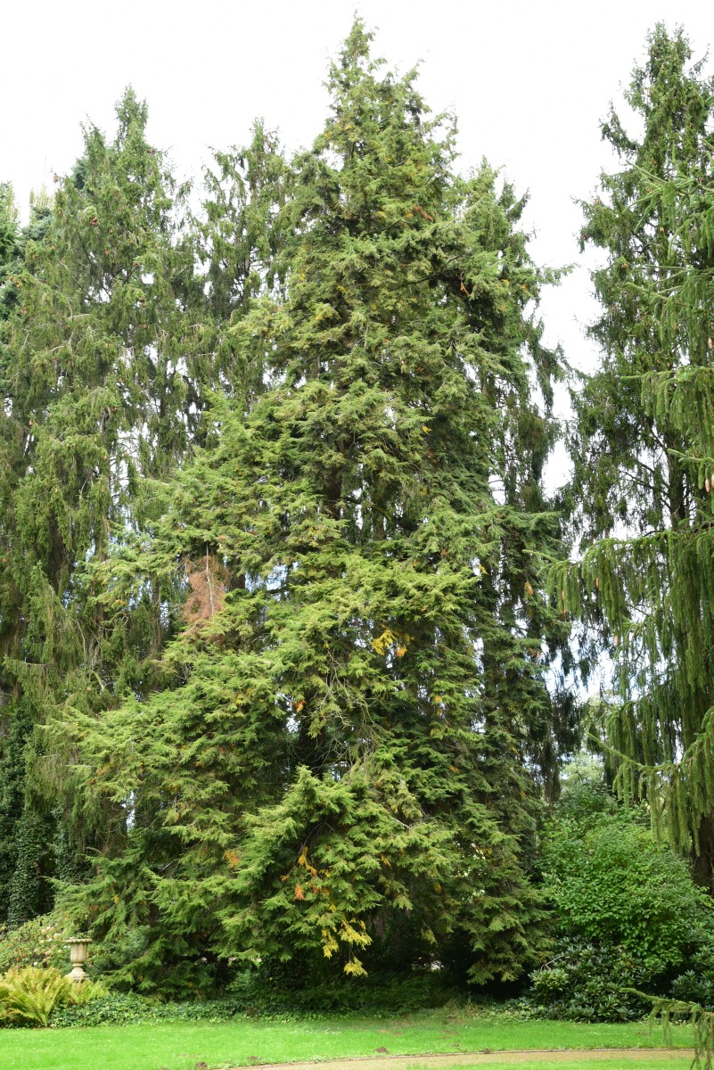 canadensis Tsuga