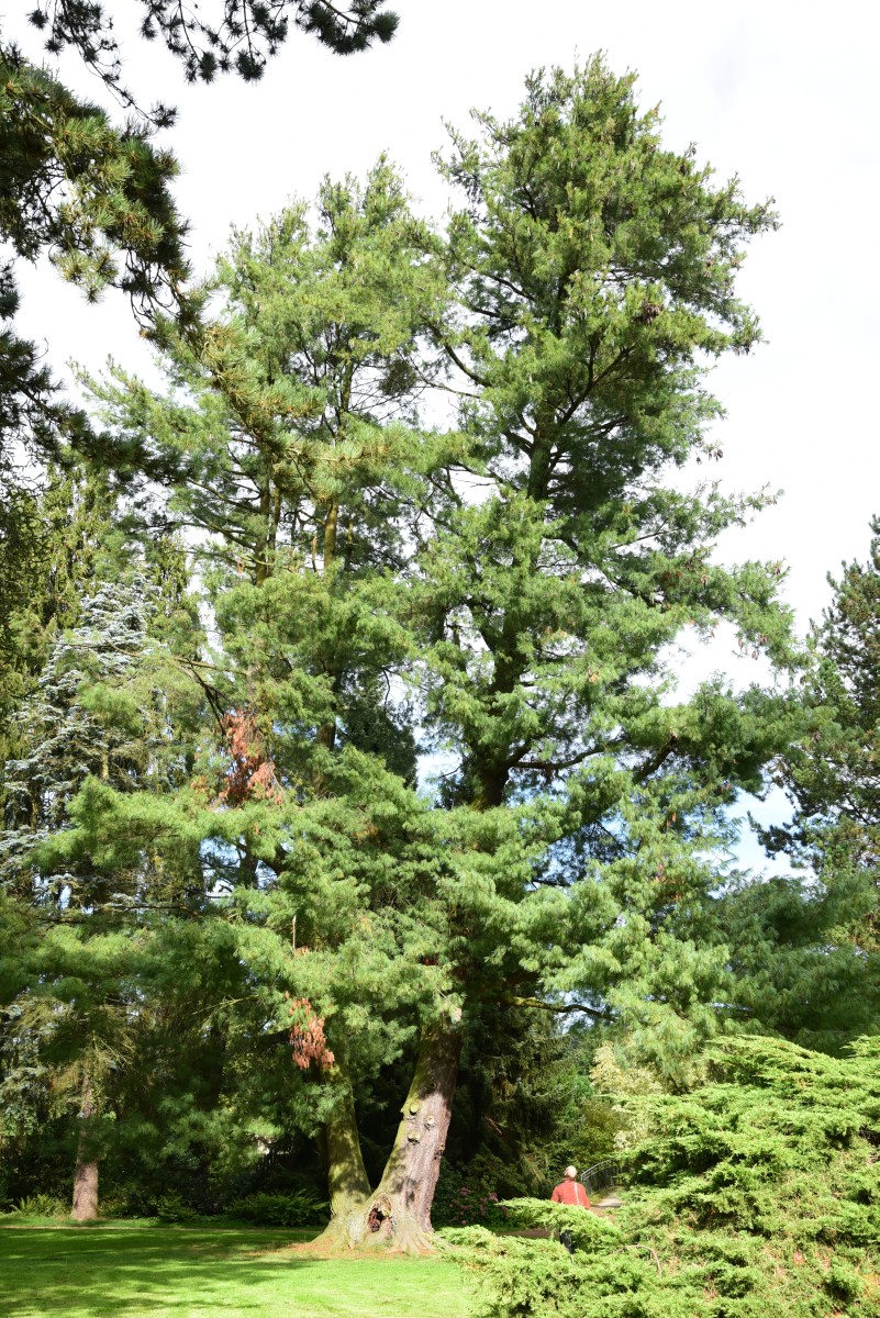 Pinus wallichiana