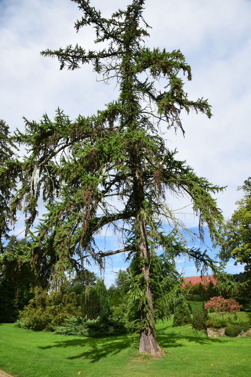 kaempferi Larix
