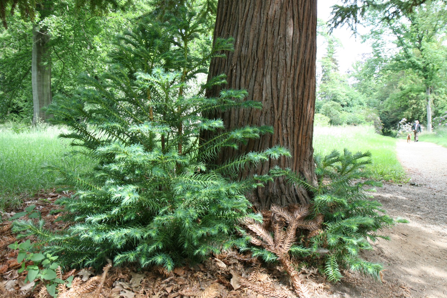 Cunninghamia lanceolata - Schlosspark Heltorf - 2022