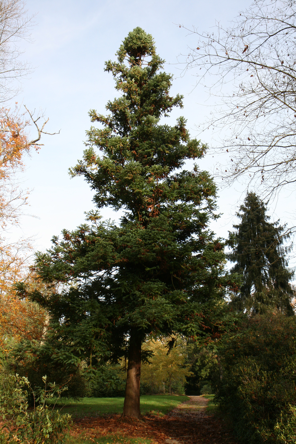 Cunninghamia lanceolata - Schlosspark Heltorf - Nov. 2025