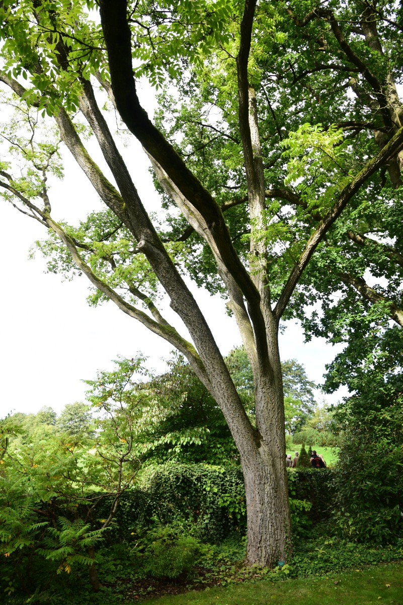 amurense Phellodendron