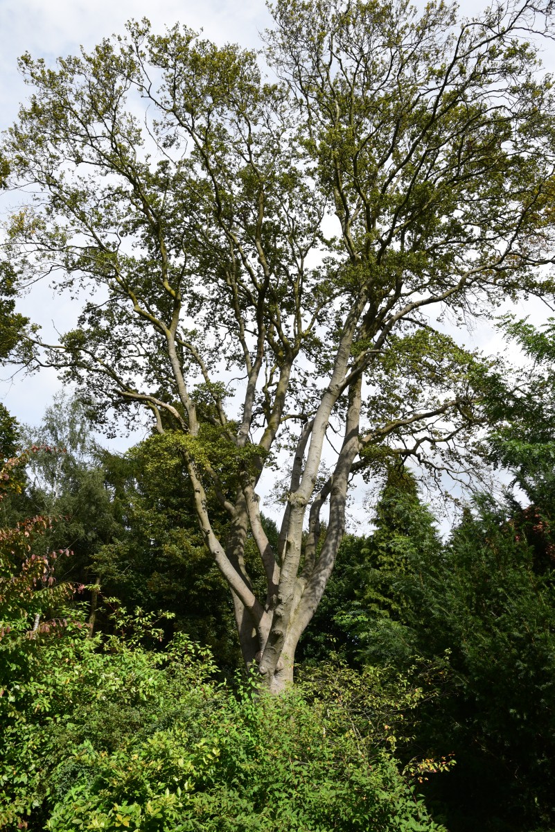 'Quercifolia' Fagus sylvatica