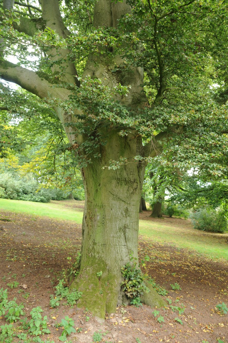 'Quercifolia' Fagus sylvatica