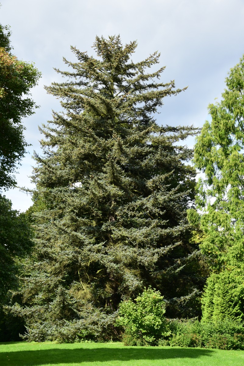 jezoensis Picea