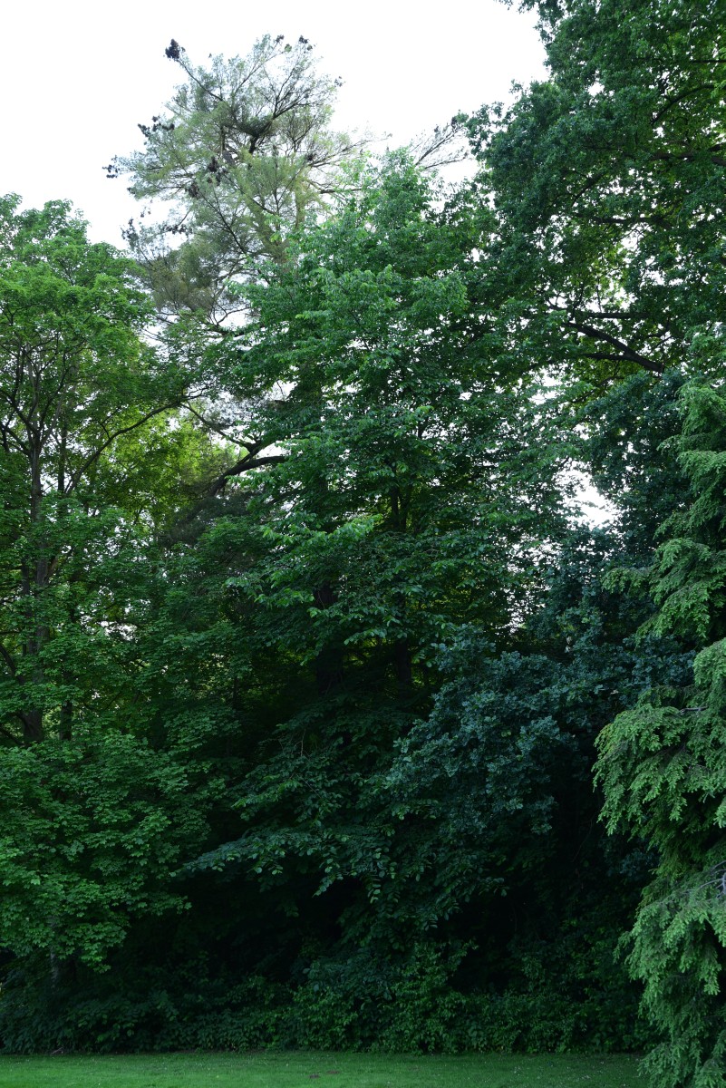 Pinus strobus