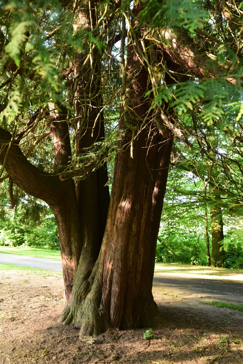 'Aurescens' plicata Thuja