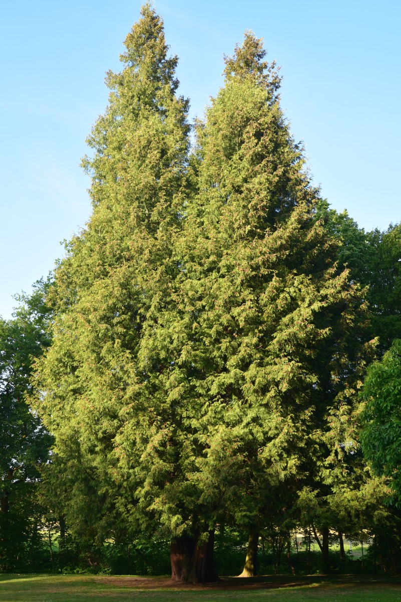 Thuja plicata 'Aurescens' - Hofgeismar - Juni 2015