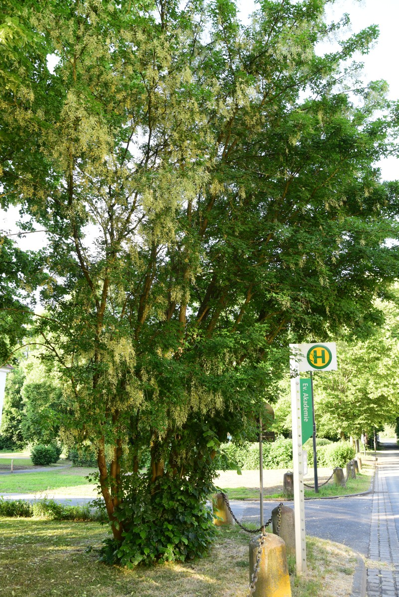 'Vossii' × watereri Laburnum